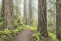 Redwoods